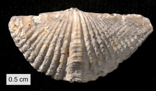 Fosil brachiopoda pada periode devonian atau devon