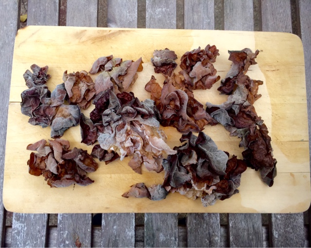 mushroom ear wood edible foraging wild medicinal identification identifying auricularia auricula preparing