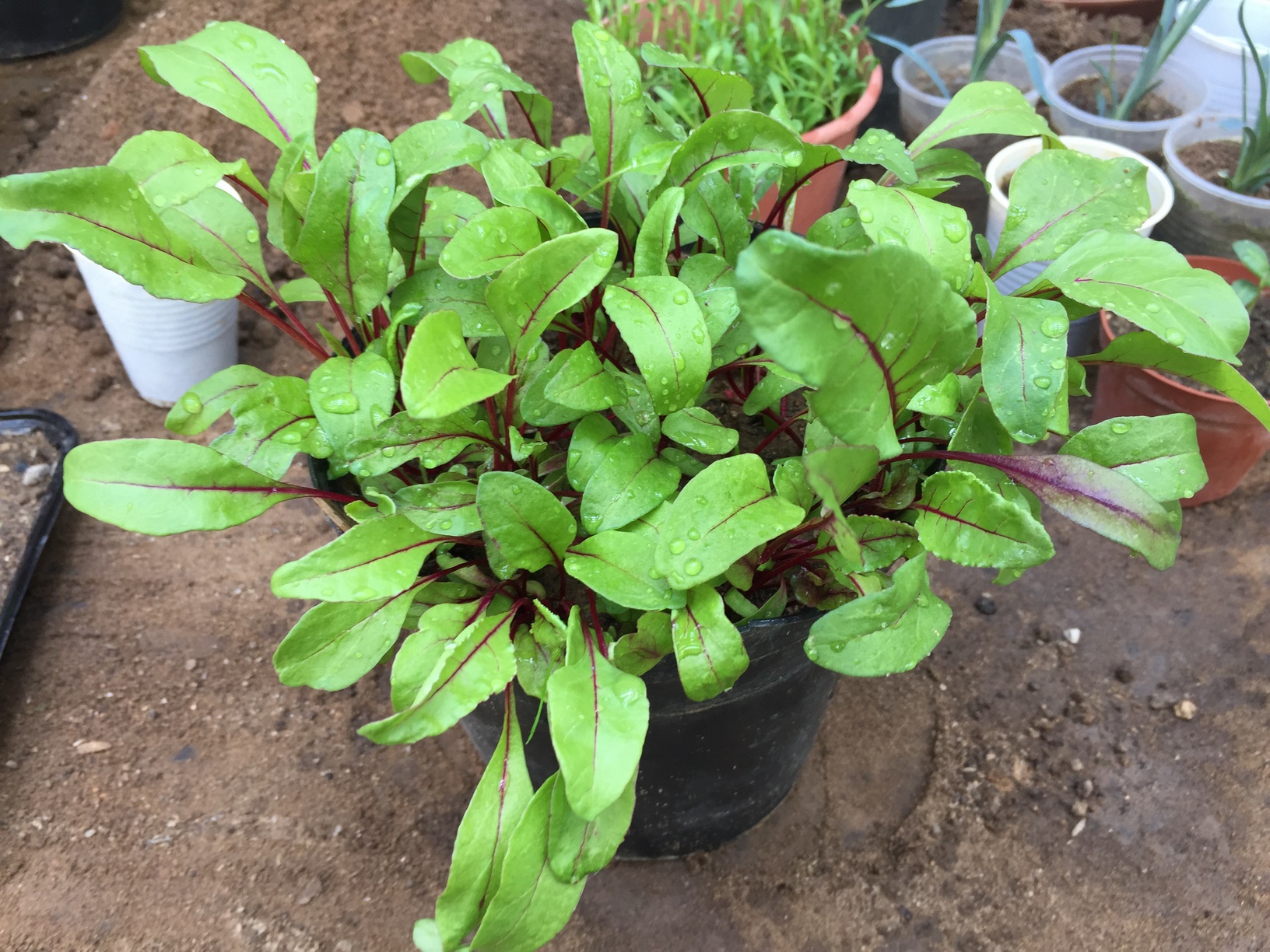 How To Start Beet Indoors