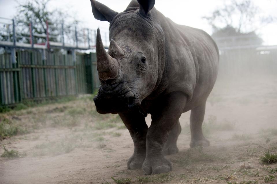 Growing numbers of rhinos poached for horns in South Africa The
