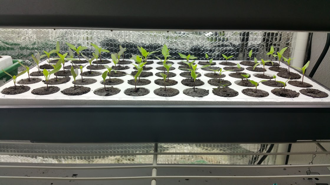 Wasilla Alaska Garden Adventures Starting Seeds for 2016 in Wasilla