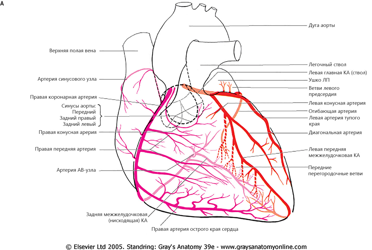 Правая сердечная артерия. Правая венечная артерия сердца анатомия. Коронарные артерии сердца схема. Венечные артерии схема. Коронарные сосуды сердца анатомия.
