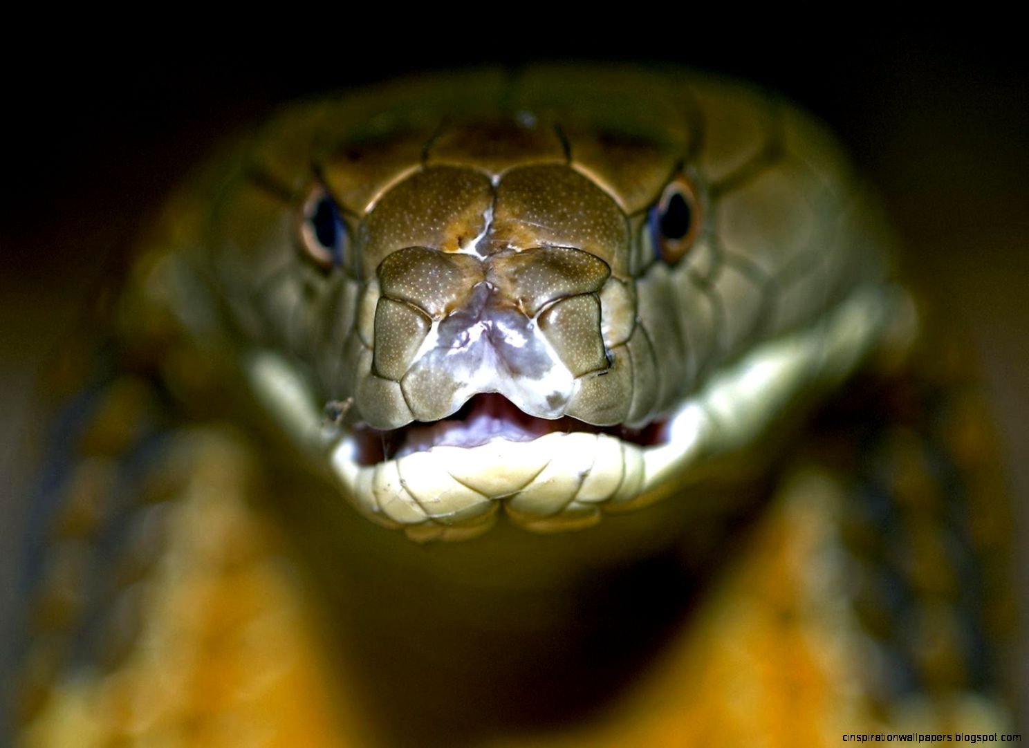 King Cobra Snake