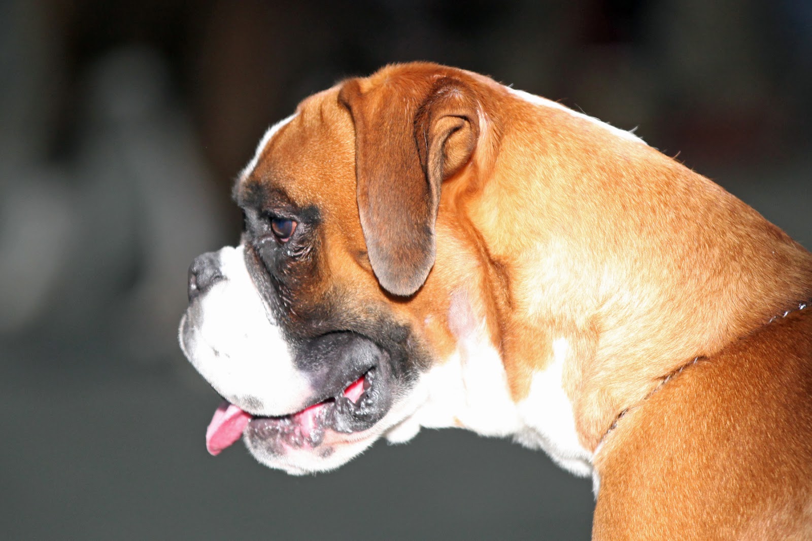 boxers bred to be fire dogs boxers bred to be fire dogs