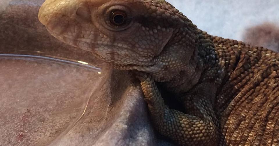 how-to-pick-up-bearded-dragon-7.jpg