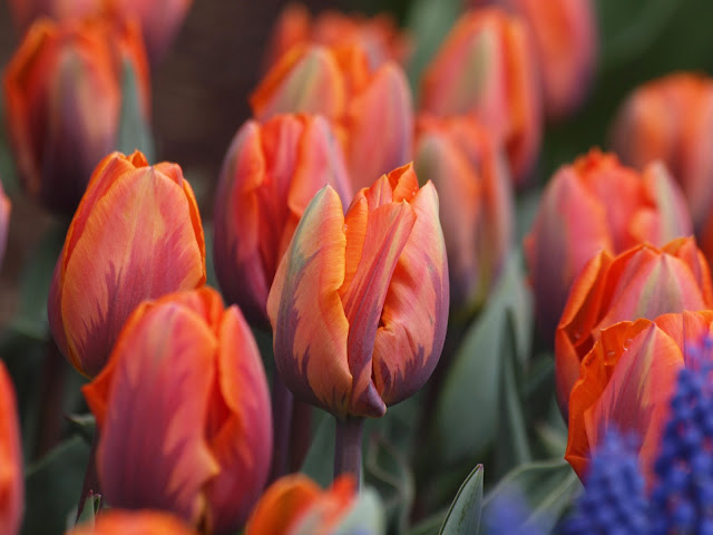 Tulips, English Garden, Conservatory Garden, Central Park, NYC