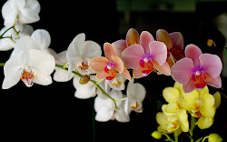 orchid wallpapers colour orchids pretty gorgeous background flower
