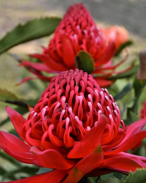 A Passion for Flowers Waratah
