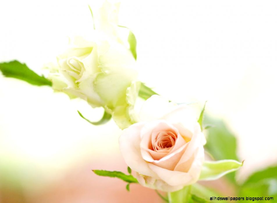 One Million Wallpapers Flowers Wallpapers Samsung Galaxy S6 mini