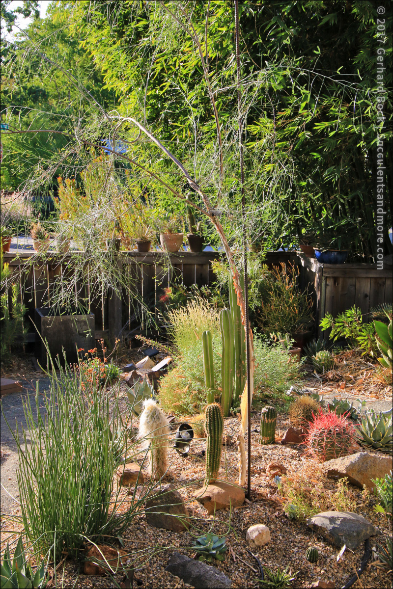 Random Acts Of Gardening