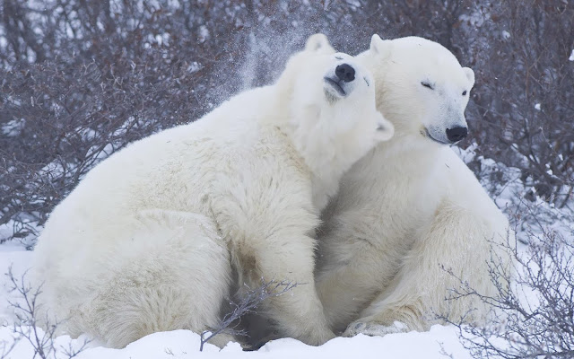 Two cuddling polar bears wallpaper