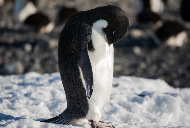 photos penguins