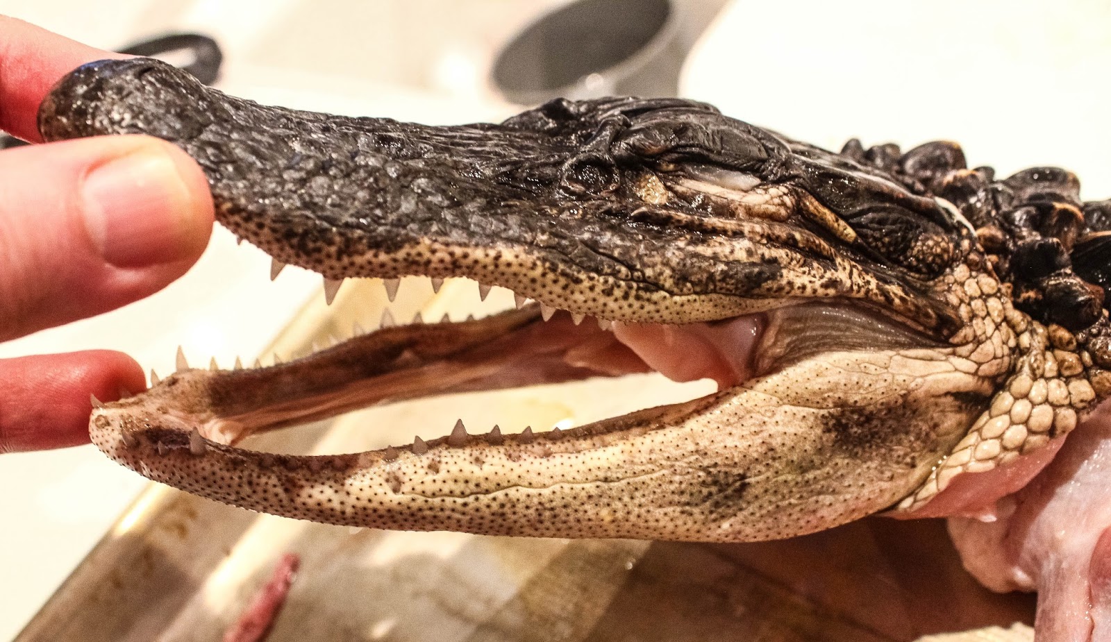 Cannundrums Whole Alligator Grilled and Sous Vide