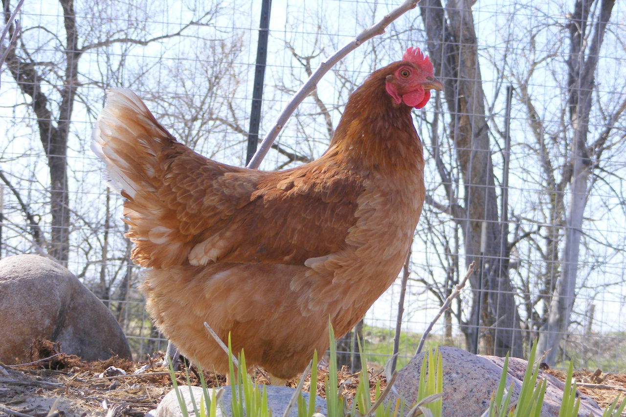 Country Chicken Girl Free Range Chickens and Gardening