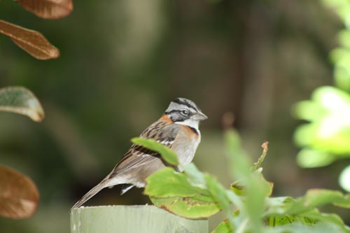 Rufous-Collared Sparrow