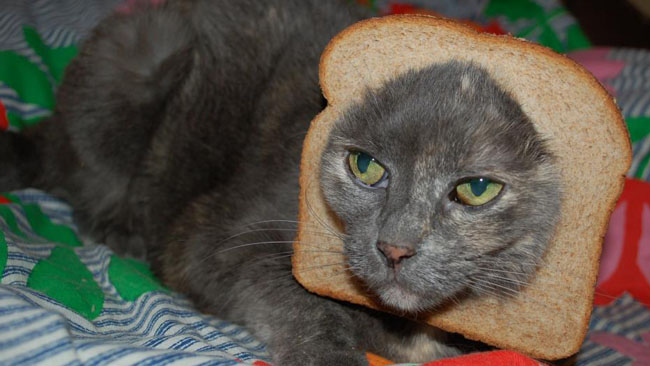 IPKat%2B37%2B-%2Bcat%2Bbread.jpg