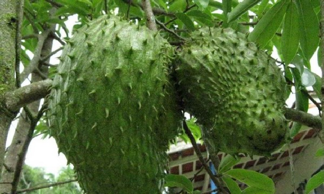 BUDIDAYA TANAMAN BUAH SIRSAK | Tips Petani