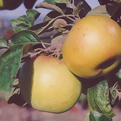 https://www.treesandplants.co.uk/products/Stirling-Apple-Trees.html