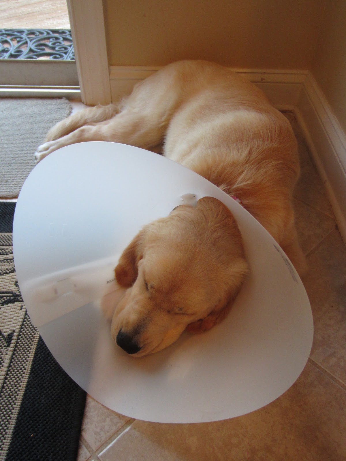 The Cone of Shame 