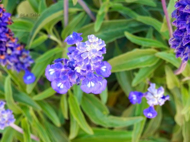 Salvia farinacea flor azul violaceo