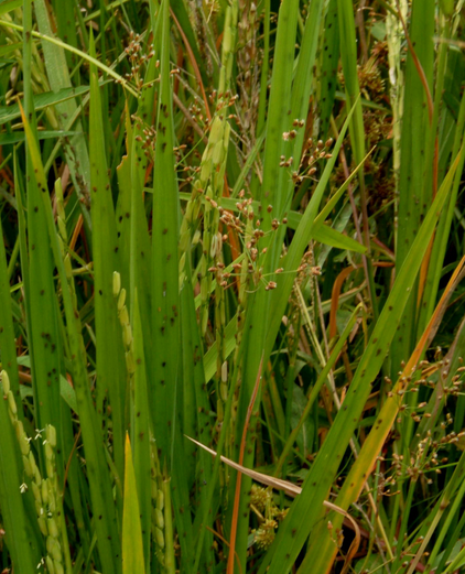 72 Koleksi Gambar Hewan Wereng Terbaik Gambar Hewan