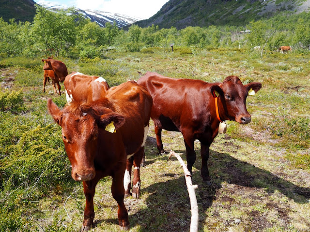 krávy, jezero Gjende, Norsko, Jotunheimen