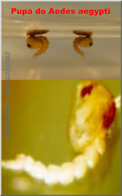 Foto mostrando pupas de mosquito Aedes aegypti na água com detalhe mais aproximado de uma delas.