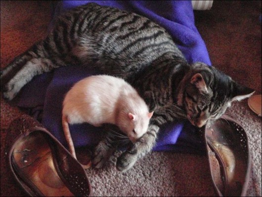 cat and mouse, interspecies friendship, funny cat pictures, cat and mouse best friends