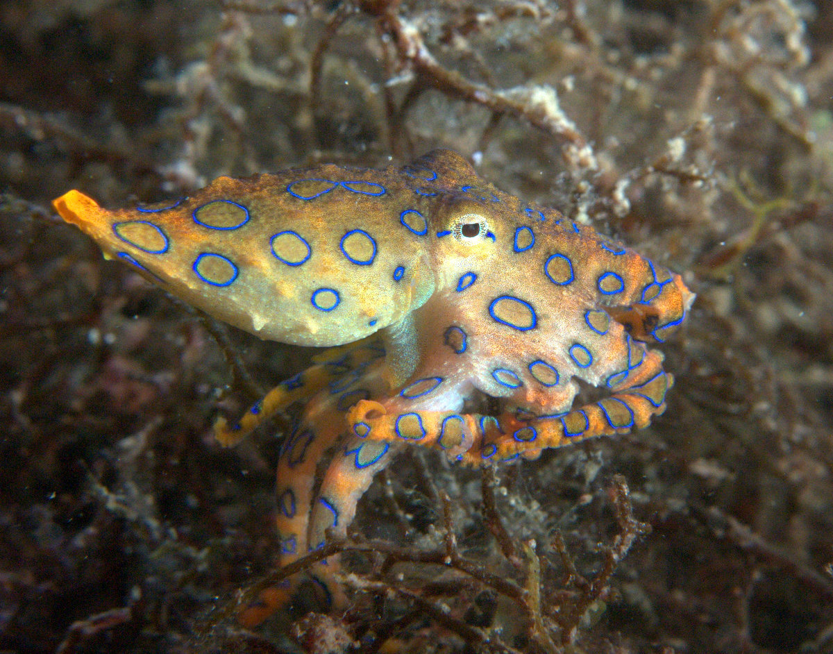 under pressure world Greater Blueringed Octopus series Anilao