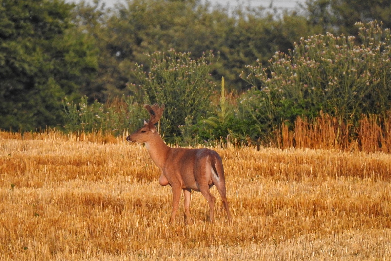 Terrierman's Daily Dose Deer With Big Chest Growth From Injury
