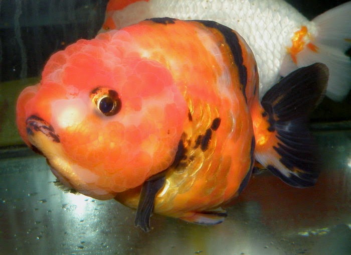 金魚&水族快訊Goldfish & Aquarium Messages: 大陸蘭壽欣賞(China ranchu)