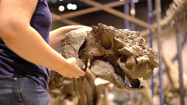 Newly Discovered Armored Dinosaur Lived on a Lost Continent