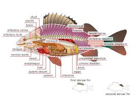  VERTEBRATA  Disusun Sebagai Laporan Terhadap Pengamatan 