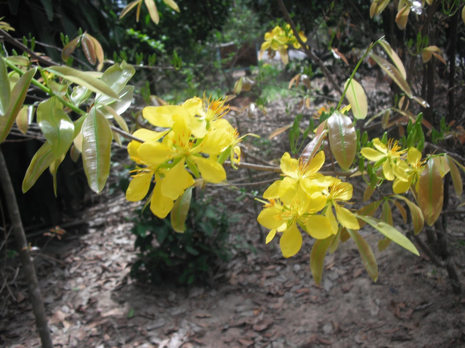 Biển cạn: Hoa mai nở muộn
