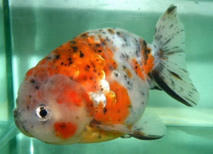 金魚&水族快訊Goldfish & Aquarium Messages: 大陸蘭壽欣賞(China ranchu)