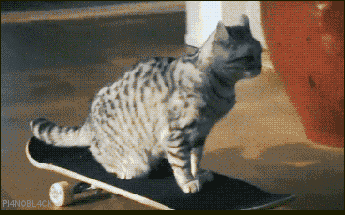 Funny cats - part 313, cute cat photo, best cat pictures, funny cat gif