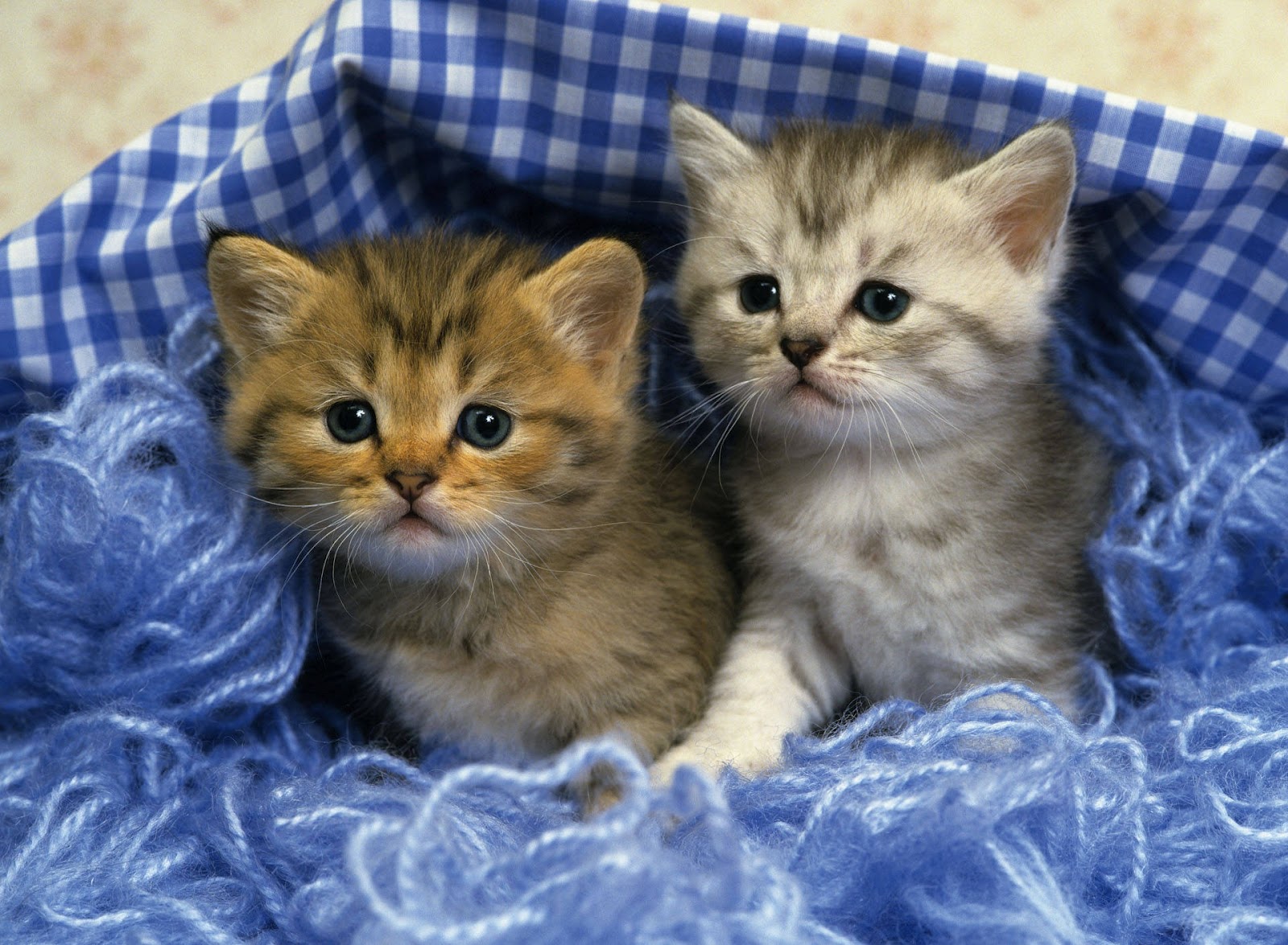 Adorable Kittens Cute and Playful Feline Friends HDWalle