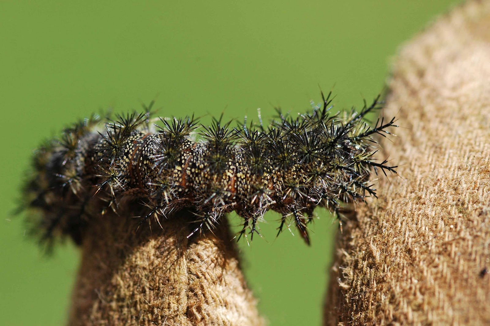 Window on a Texas Wildscape Caterpillar ID request