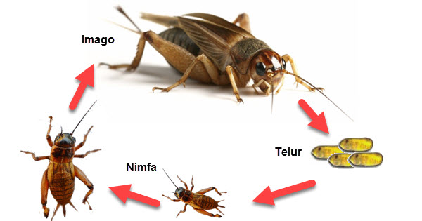 Pengertian dan Jenis Metamorfosis Pada Katak dan Serangga 