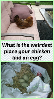 chickens, nest boxes, eggs