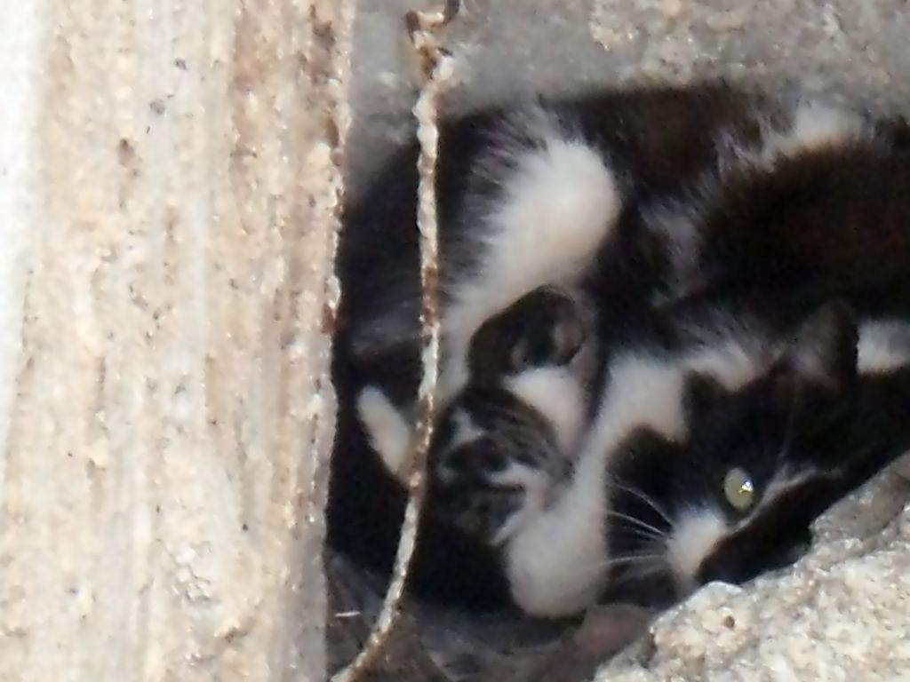 KIŞ GÜNEŞİ ANNE KEDİ