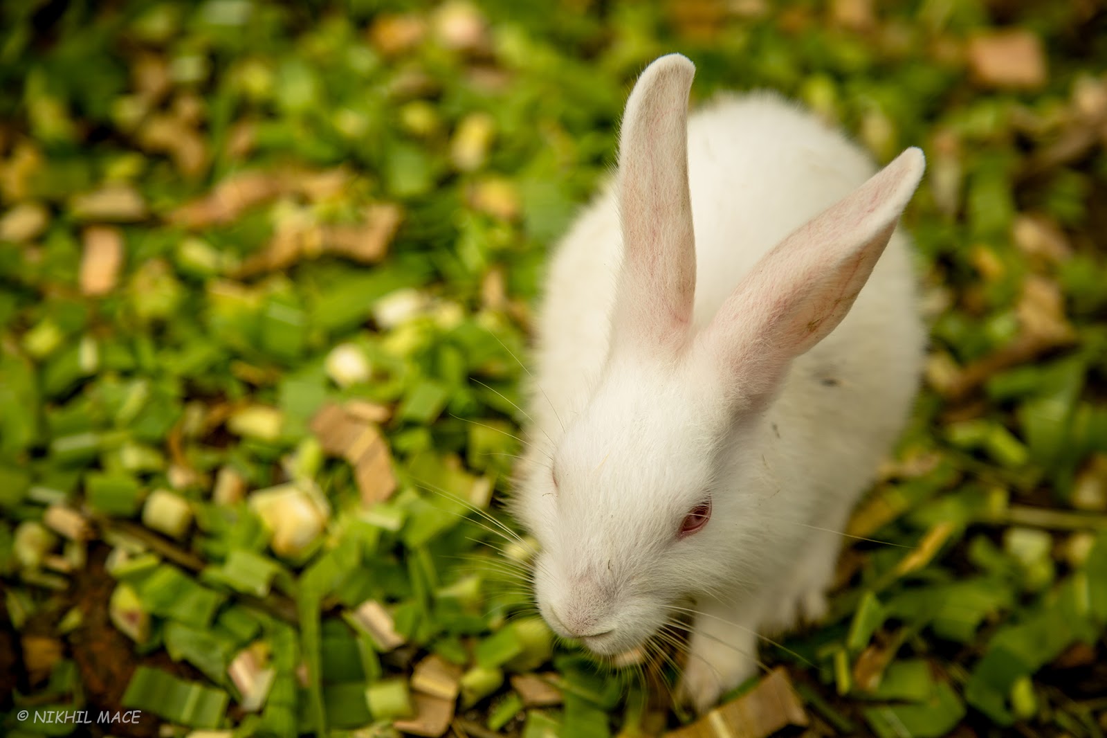 Nikhil Mace: White Rabbit Photo by Nikhil (Mace) — National Geographic ...