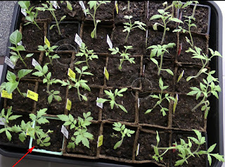 Jeunes plants de tomates dont l'Allemande Dorée