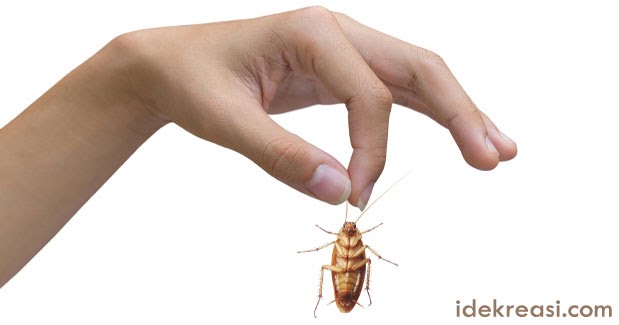 Cara Mengusir Kecoa Secara Alami Juru Kebun Cara Mengusir Kecoa Secara Alami Juru Kebun