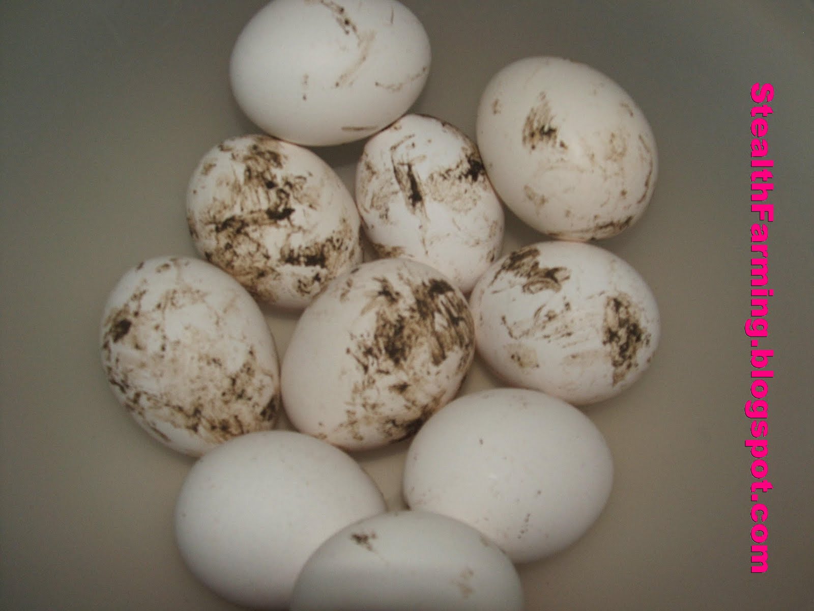 Stealth Farming Chickens Dirty Eggs