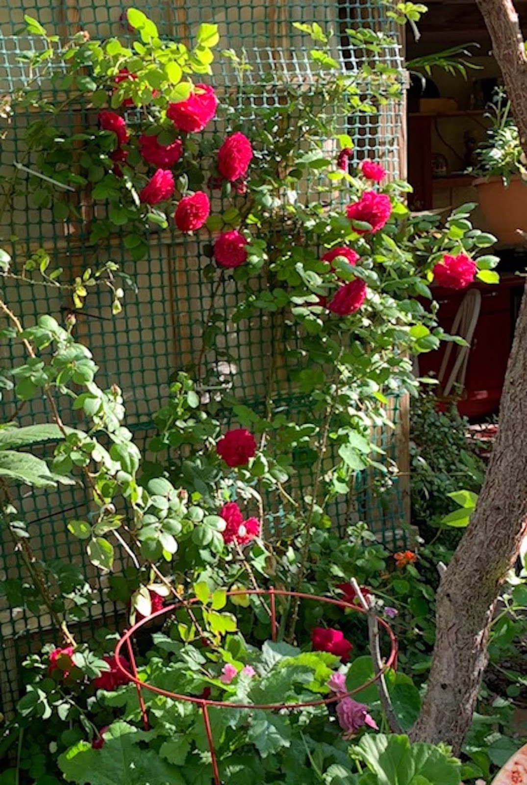 10+ Tess Of The D'urbervilles Rose Gif