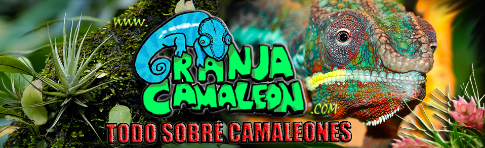 GranjaCamaleon - Todo sobre camaleones