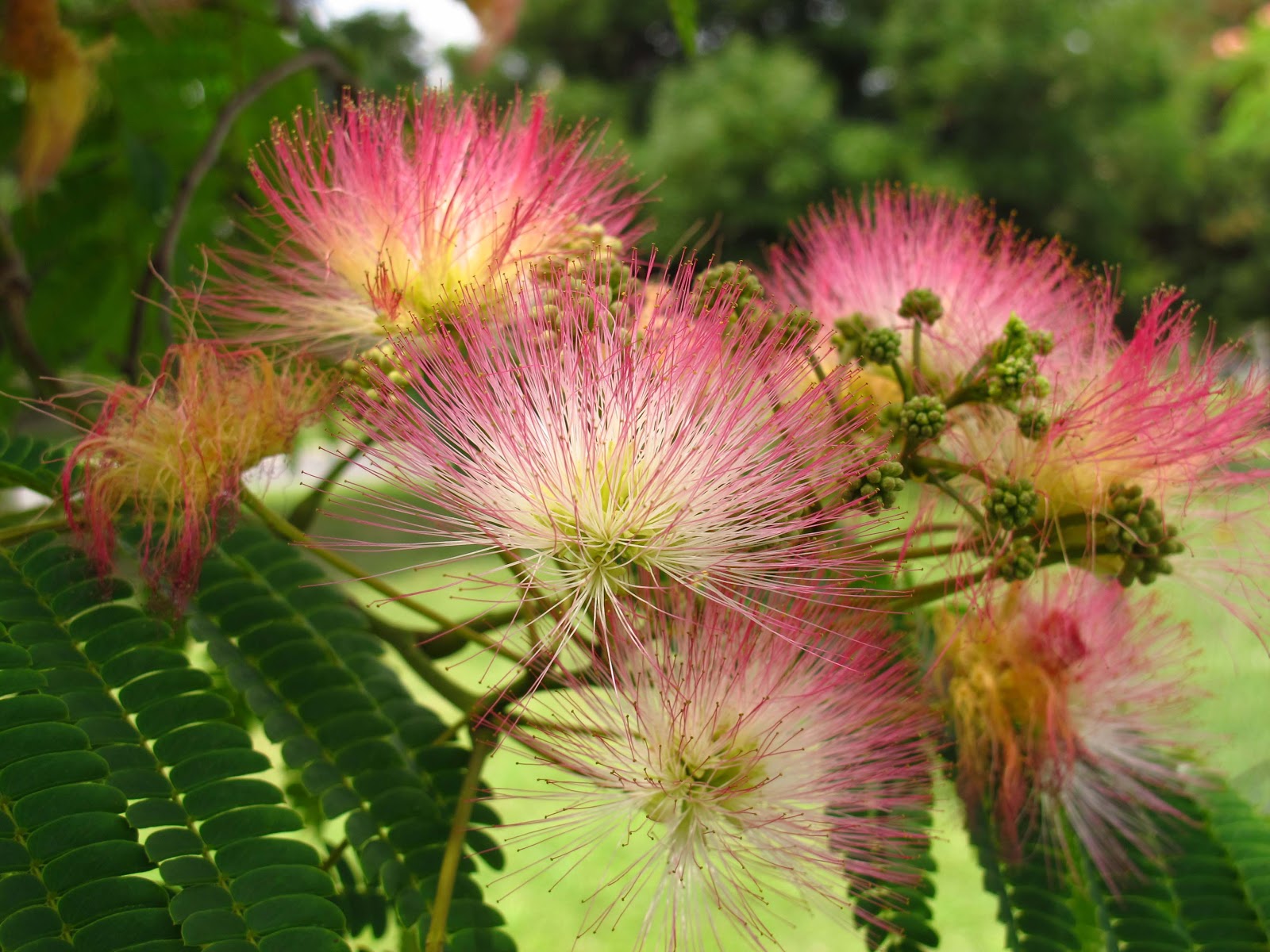 Acacia: Beneficios, significado, especies, semilla y más