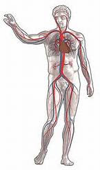 anatomi sistem kardiovaskular