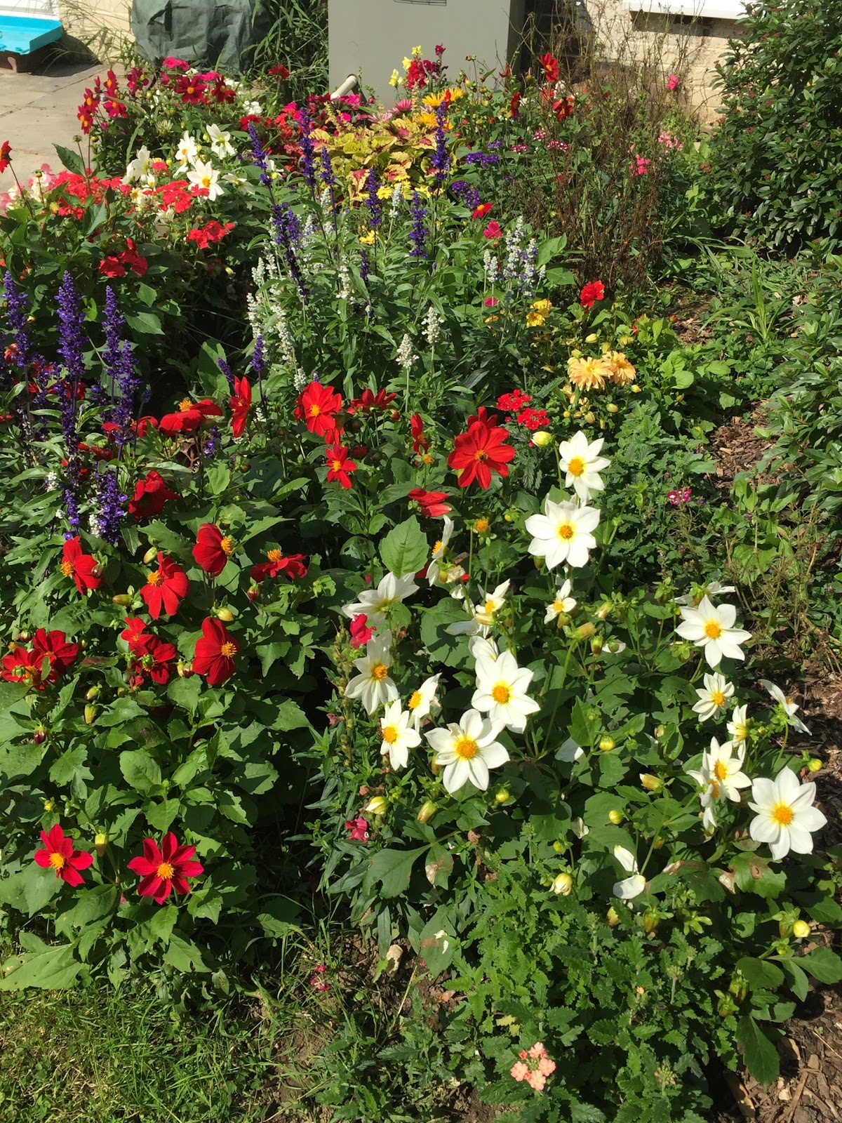 Garden Ready Winter Bedding Plants